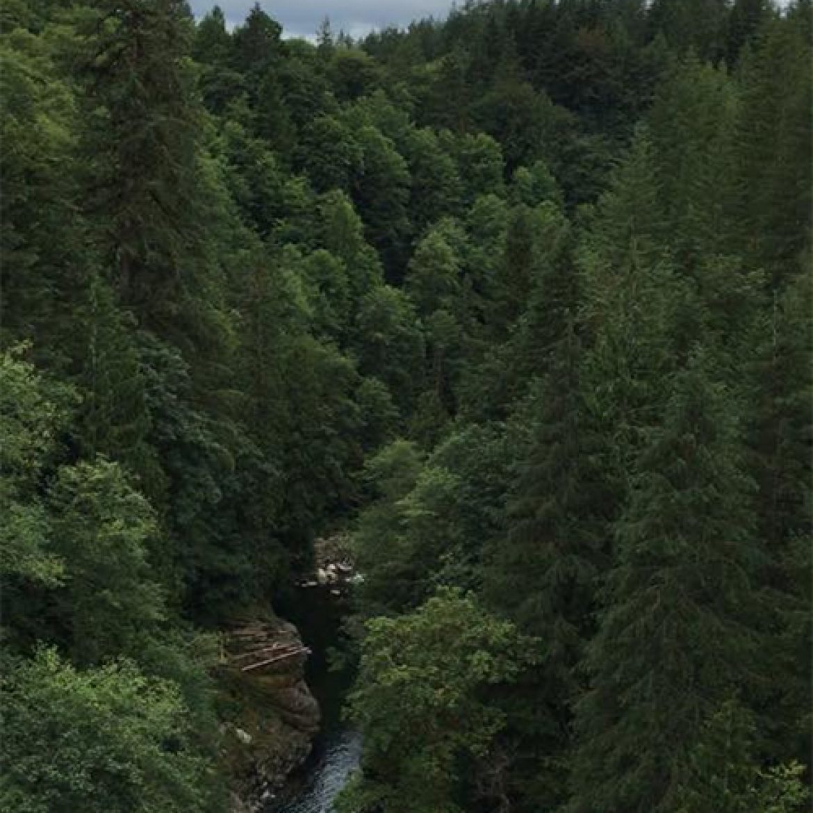 Zipline_X_See The Northwest From A New Vantage Point With ZiplineX